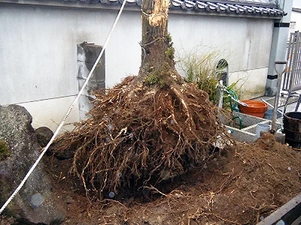 香川県東かがわ市 U様伐採・抜根作業