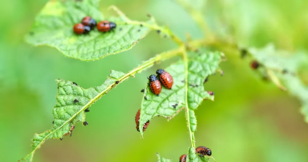 お庭の害虫にお困りの方