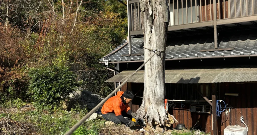 危険な枯れ木をロープで