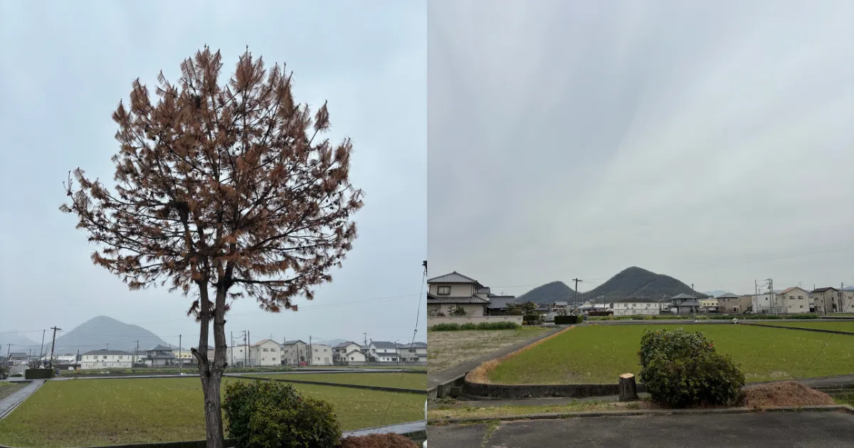 高松市香川町松の木の伐採